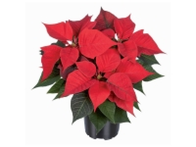 Petite étoile de Noël 1.69 €