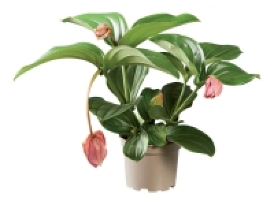 Medinilla Magnifica 8.99 €