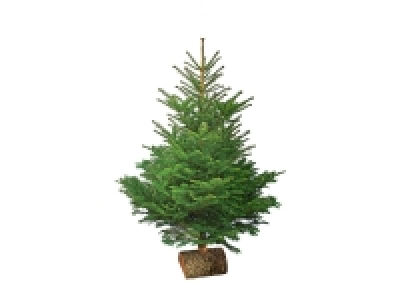 Sapin Nordmann 1er choix 18.99 €