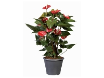 Lidl  Anthurium andreanum