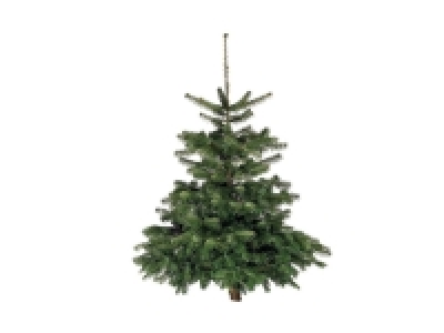 Lidl  Grand sapin Nordman 1er choix