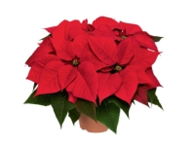 Grande Étoile de Noël 6.99 €