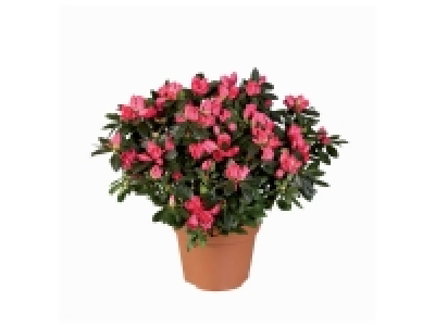 Azalée 2.89 €