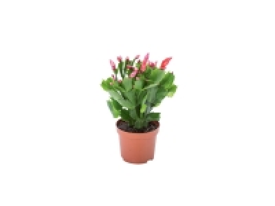 Cactus de Noël «Schlumbergera» 1.69 €