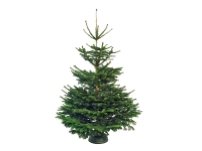 Lidl  Sapin Nordman 1er choix