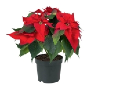 Étoile de Noël 2.79 €