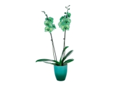 Orchidée couleur en céramique 13.99 €