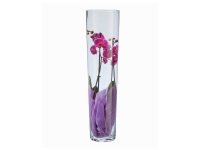 Lidl  Orchidée 2 tiges en vase 70 cm