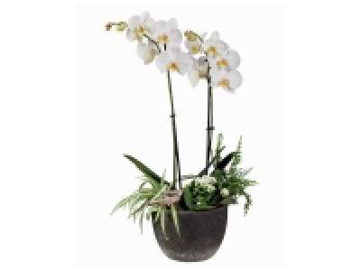 Composition Orchidée «design» 15.99 €