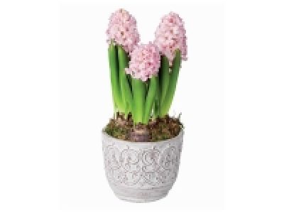 Coupe de jacinthes céramique 3.99 €