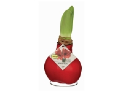 Lidl  Amaryllis bulbe en cire