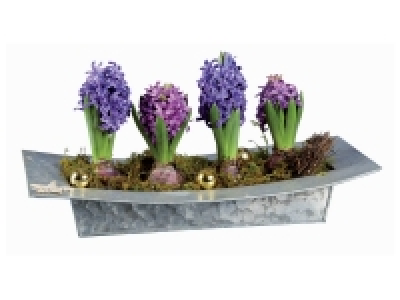 Composition jacinthe pot zinc design ou bonsaï ficus ginseng en pot cé