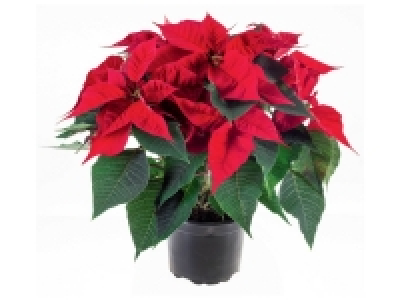 Lidl  Étoile de Noël Poinsettia