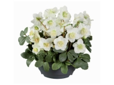 Rose de Noël en coupe ou cactus opuntia en pot céramique