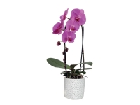 Lidl  Orchidée cascade en pot déco ou Cymbidium