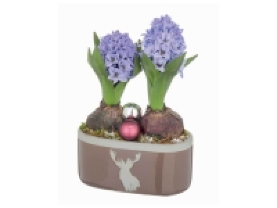 Jacinthe duo en pot céramique 3.59 €