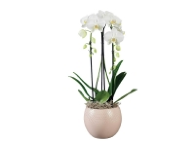 Lidl  Orchidée torsade ou cascade