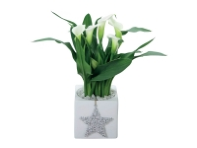 Calla en pot céramique