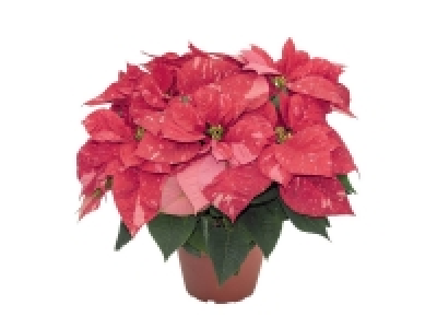 Petite étoile de Noël couleur 2.99 €