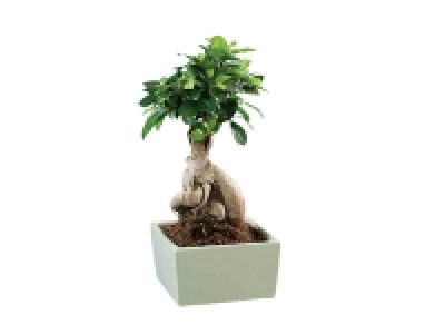 Ficus ginseng en pot céramique