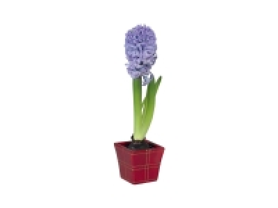 Jacinthe en pot céramique
