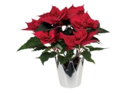 Étoile de Noël en couronne