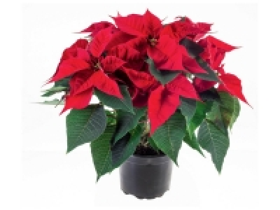 Grande Étoile de Noël 4.99 €