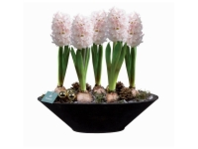 Composition jacinthe en coupe zinc 9.99 €