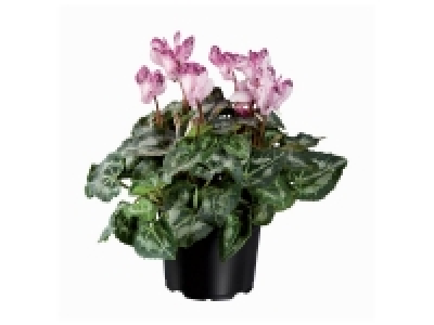 Mini cyclamen pailleté 2.99 €