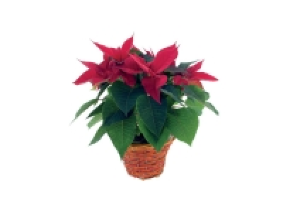 Étoile de Noël en corbeille 11.99 €