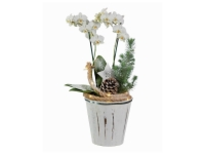 Composition Orchidée de Noël 14.99 €
