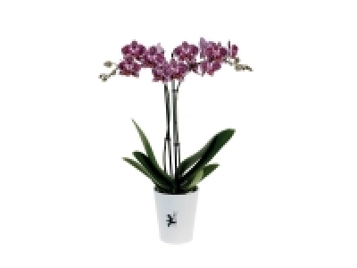 Lidl  Orchidée 2 tiges en pot déco
