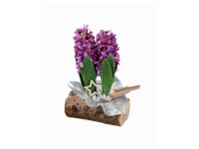 Coupe jacinthe fête