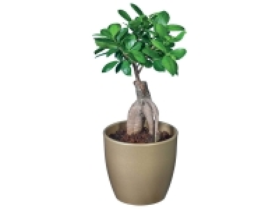 Plante verte en pot céramique fête