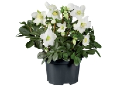 Rose de Noël Hellborus