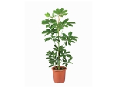 Plante verte 5.99&nbsp;&euro;