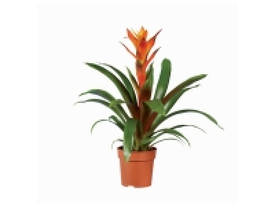 Vriesa/Guzmania