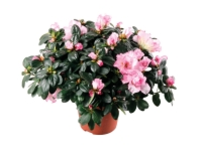 Azalée 5.99 €