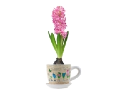 Jacinthe en tasse 2.69 €
