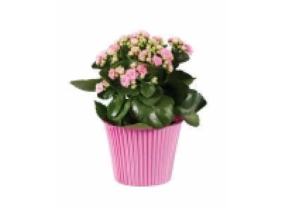 Kalanchoé en pot couleur 2.29 €