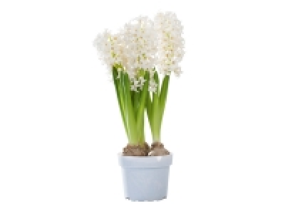 Bulbes dhiver en pot couleur 1.69 €