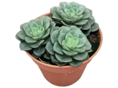 Lidl  Echeveria