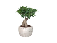 Lidl  Ficus Ginseng en pot céramique