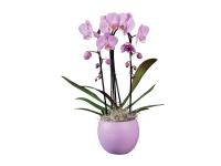 Lidl  Orchidée cascade 2 tiges en pot céramique
