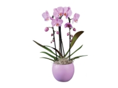 Orchidée cascade 2 tiges en pot céramique