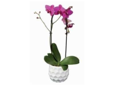 Orchidée cascade 2 tiges en pot déco
