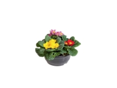 Coupe Primevère 3 Couleurs 2.49 €