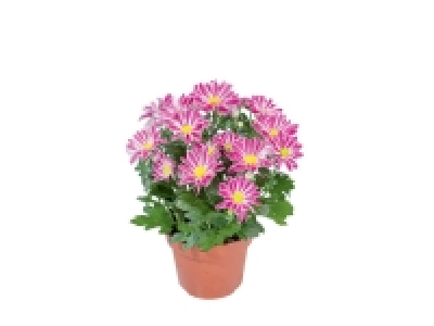 Lidl  Chrysanthème collection