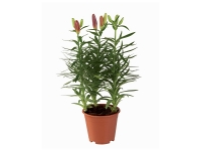 Lys Asiatique 2.79 €