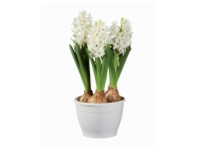 Coupe 3 jacinthes 1.99 €